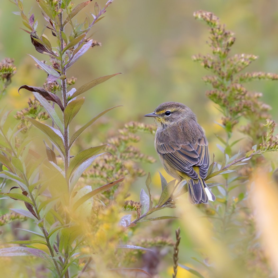Autumn Migration: A Bird Walk with Loren Merrill