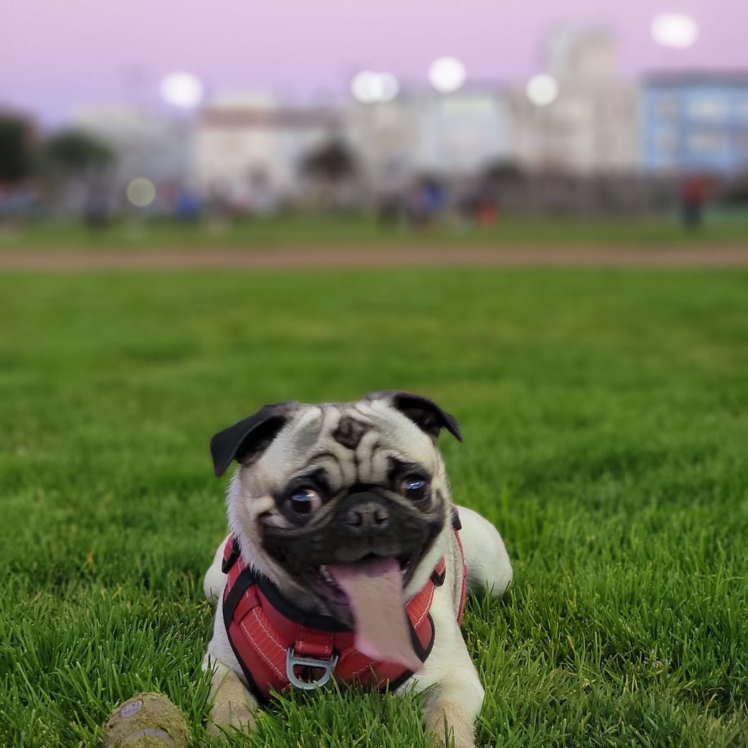 Dog Park | Moscone Park 1