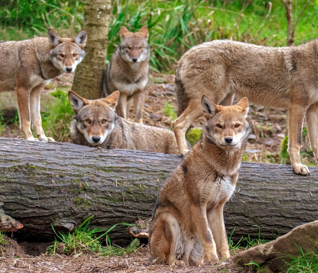 Wolf Week 3