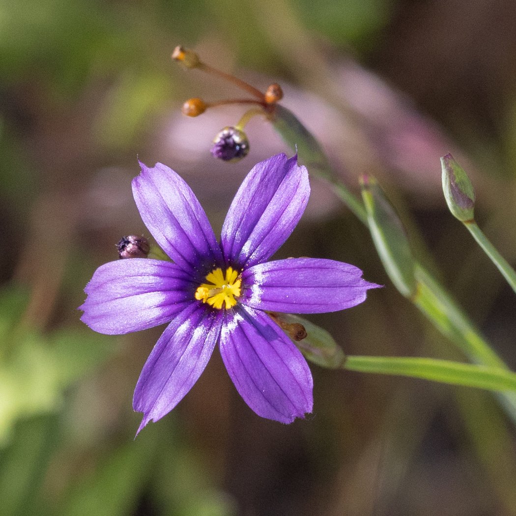 Keep It Wild – LCF Native Plant Nursery 1