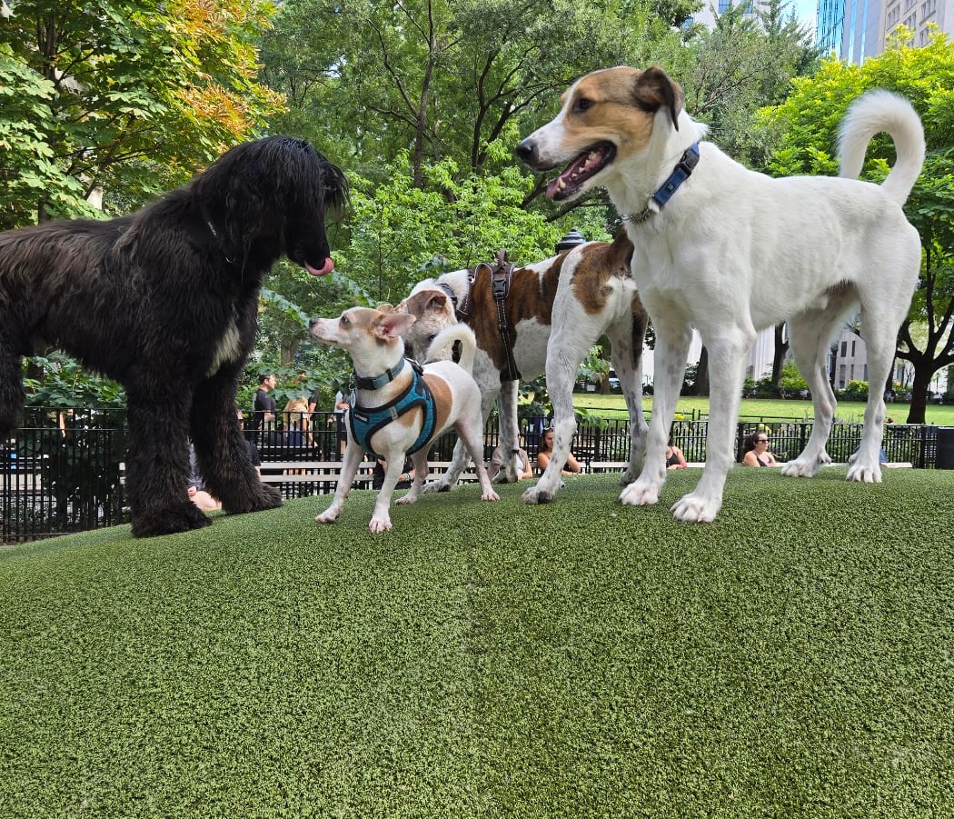 Jemmy's Dog Run 1