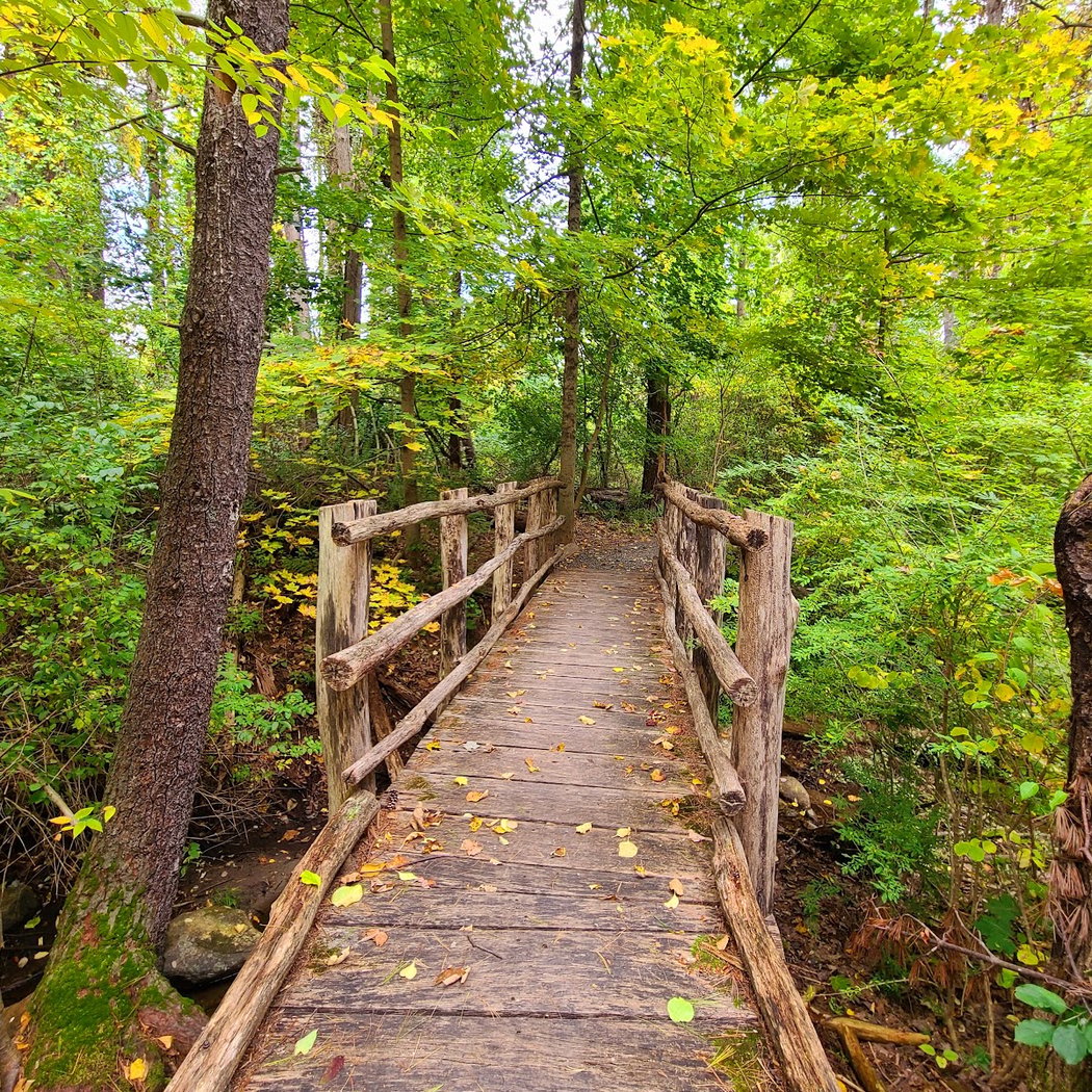 Lake Mansfield Beach and Conservation Forest Trails 2