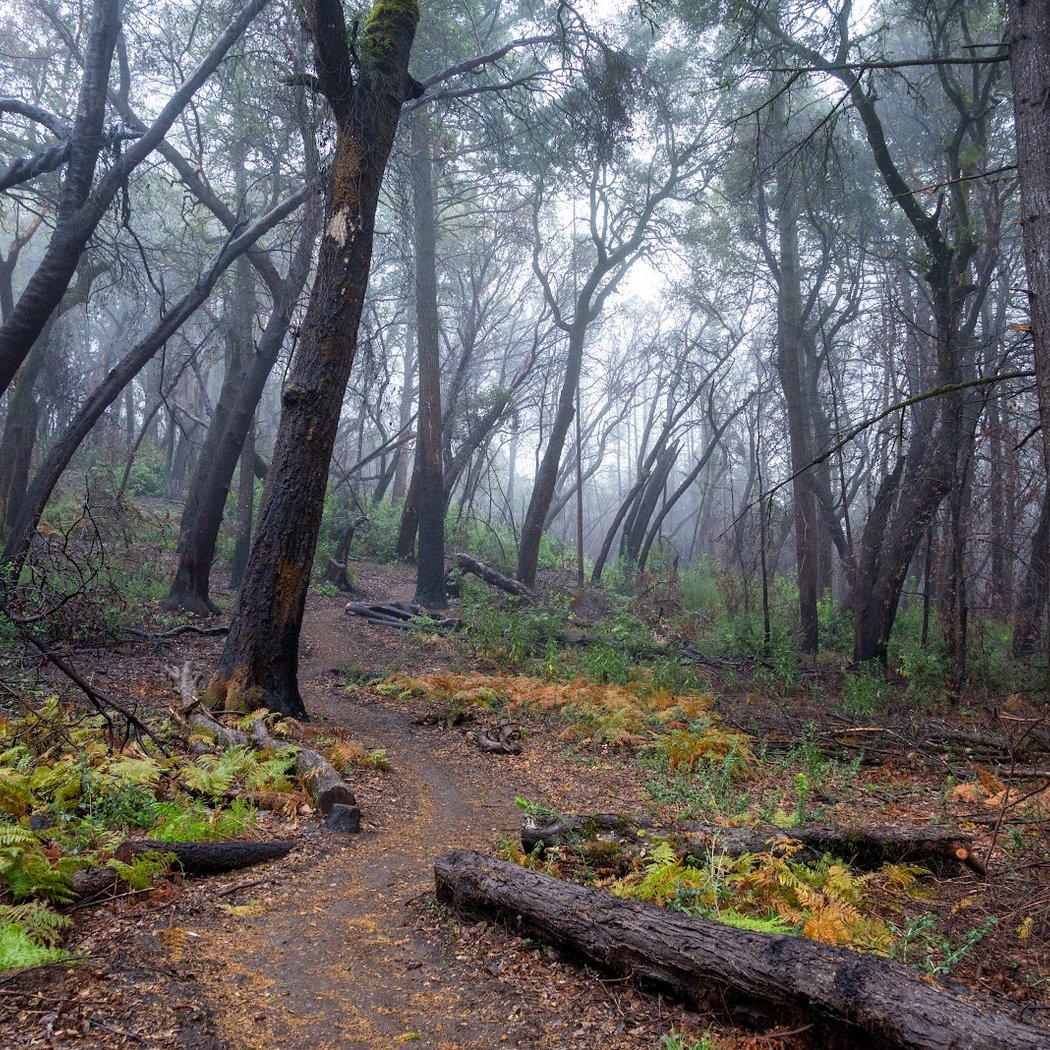 San Vicente Redwoods Trailhead 1