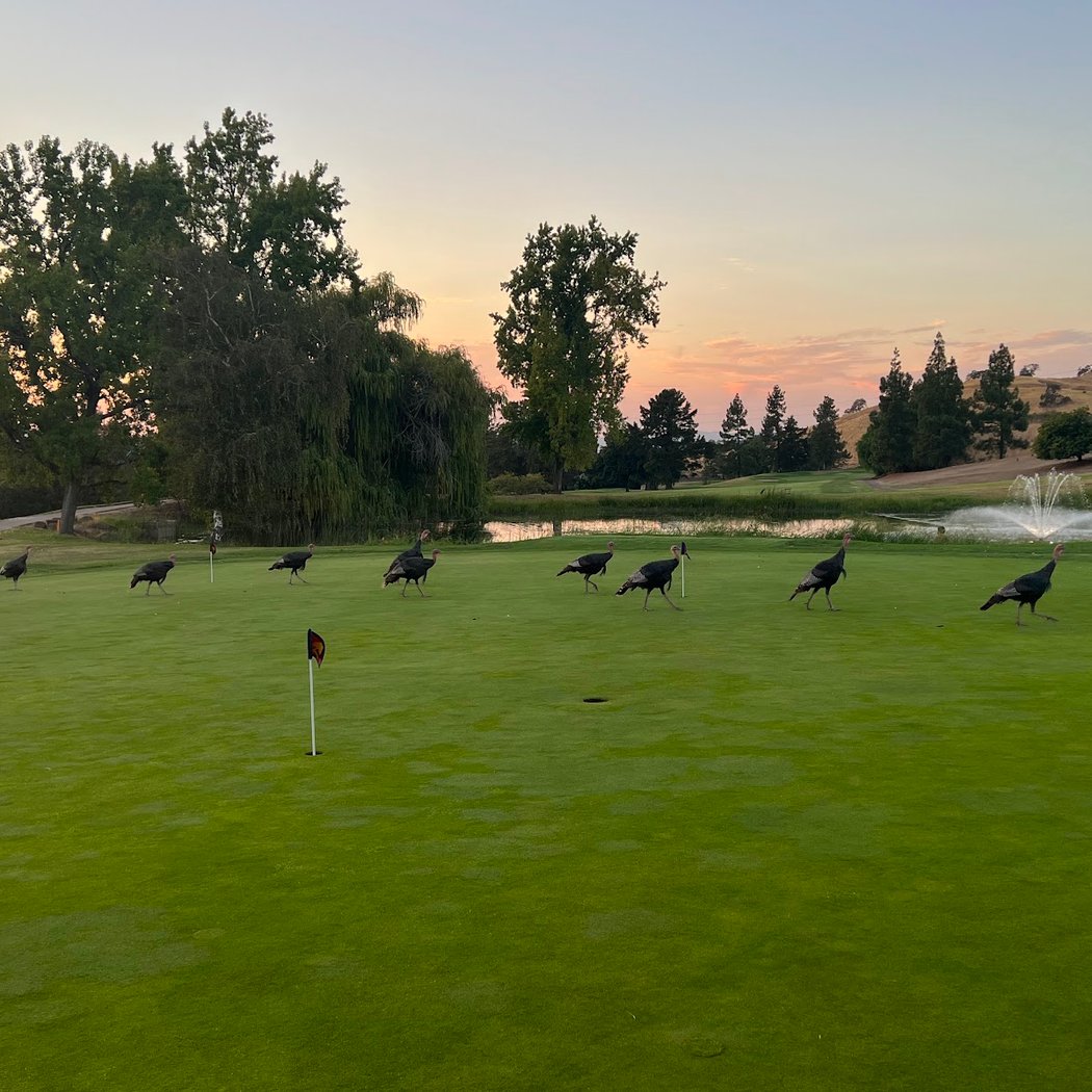 Boundary Oak Golf Course 2