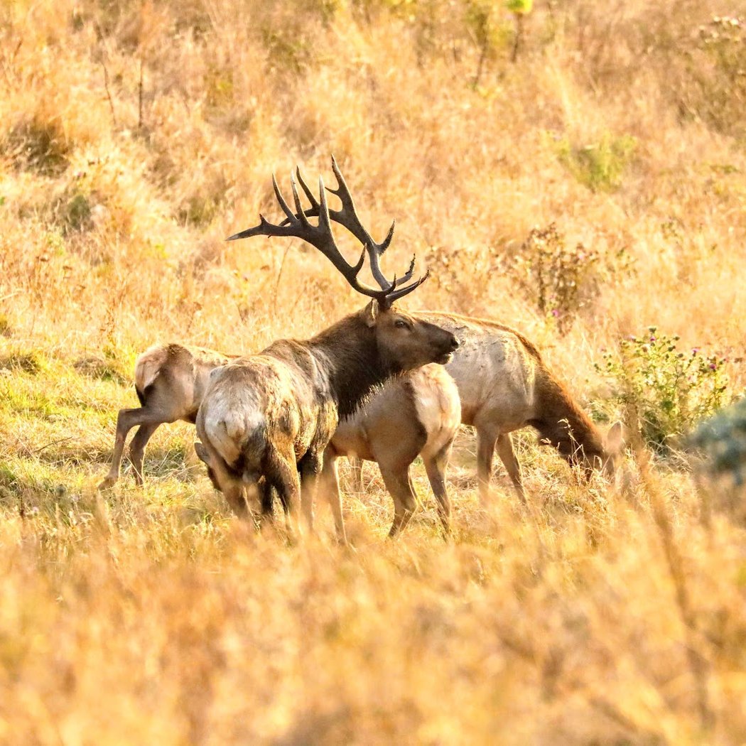 Pierce Point Ranch