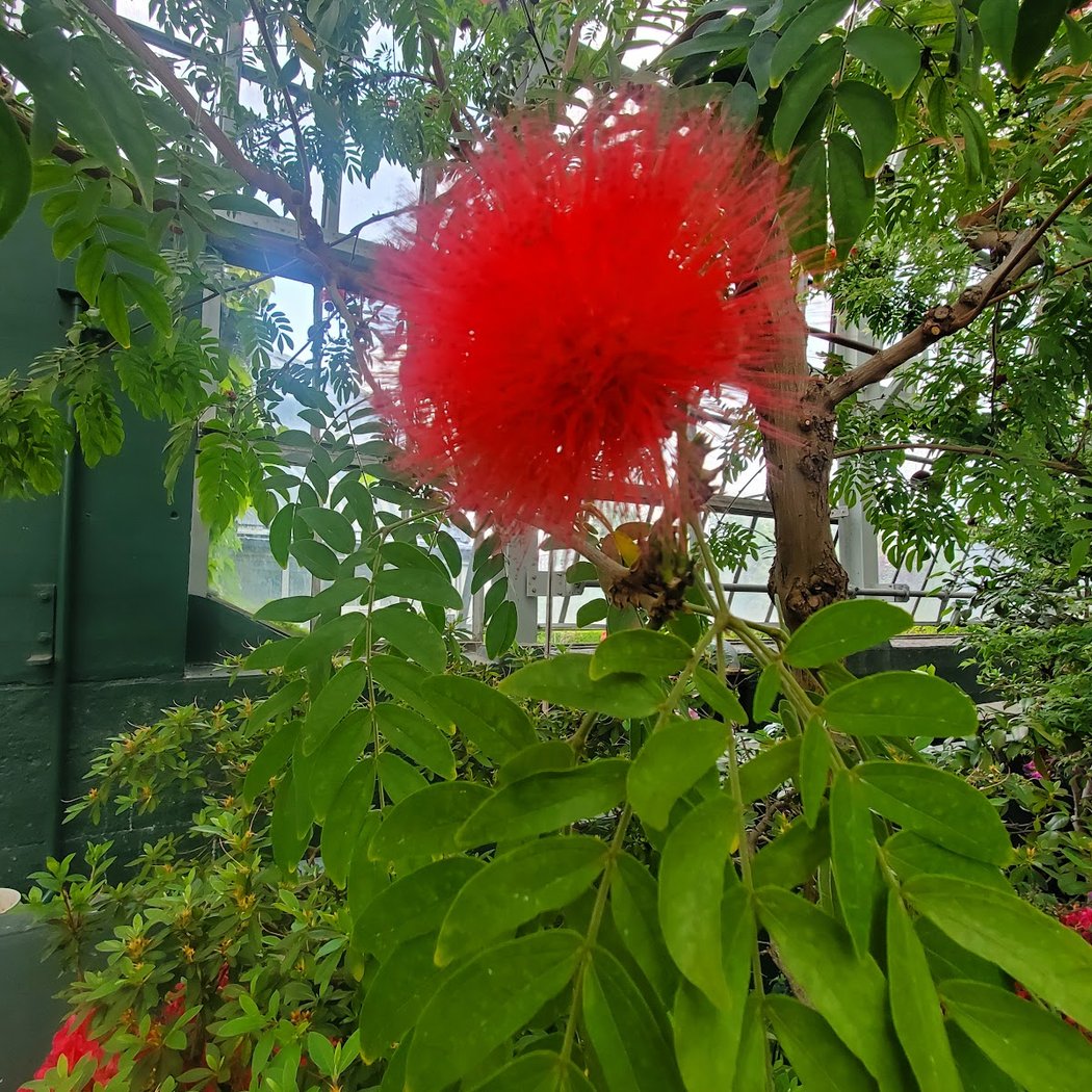 Garfield Park Conservatory 3