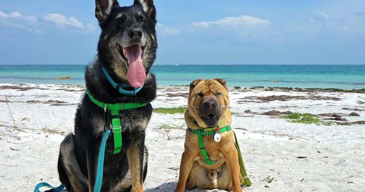 Fort De Soto Dog Park / Beach