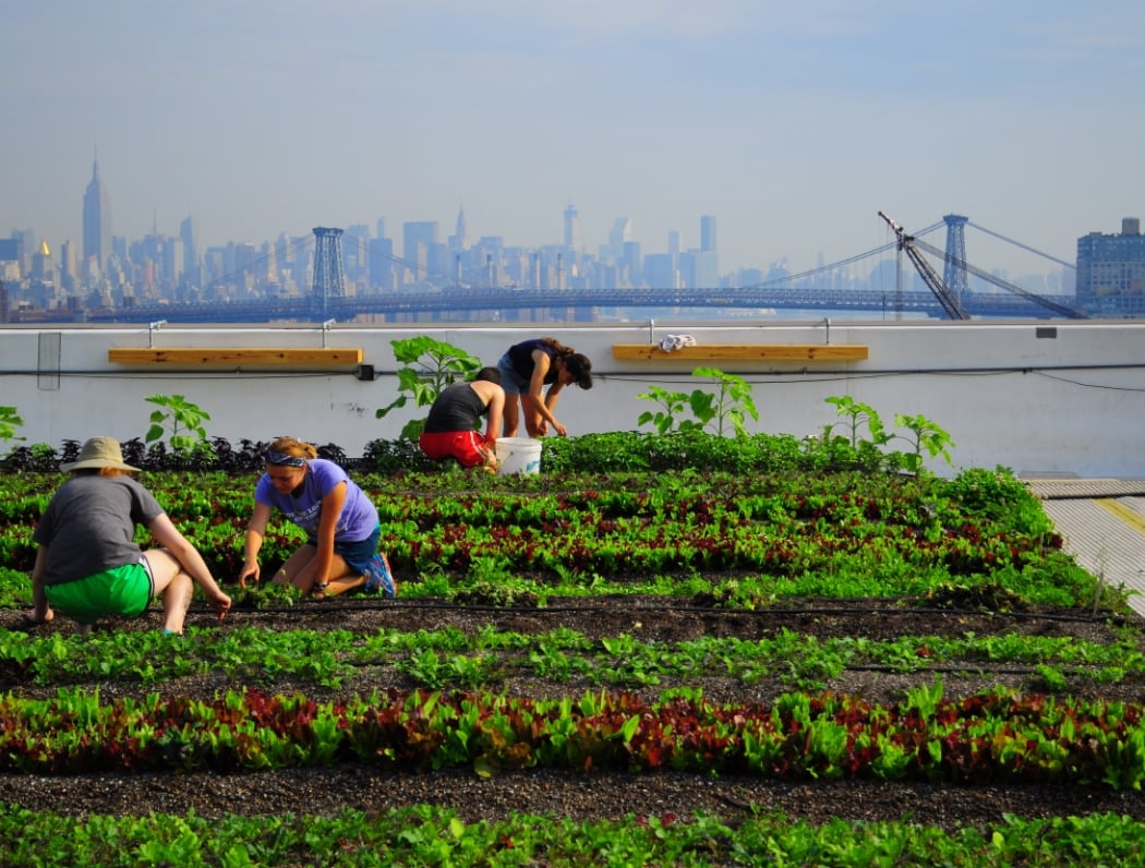 Brooklyn Grange @ Sunset Park 2