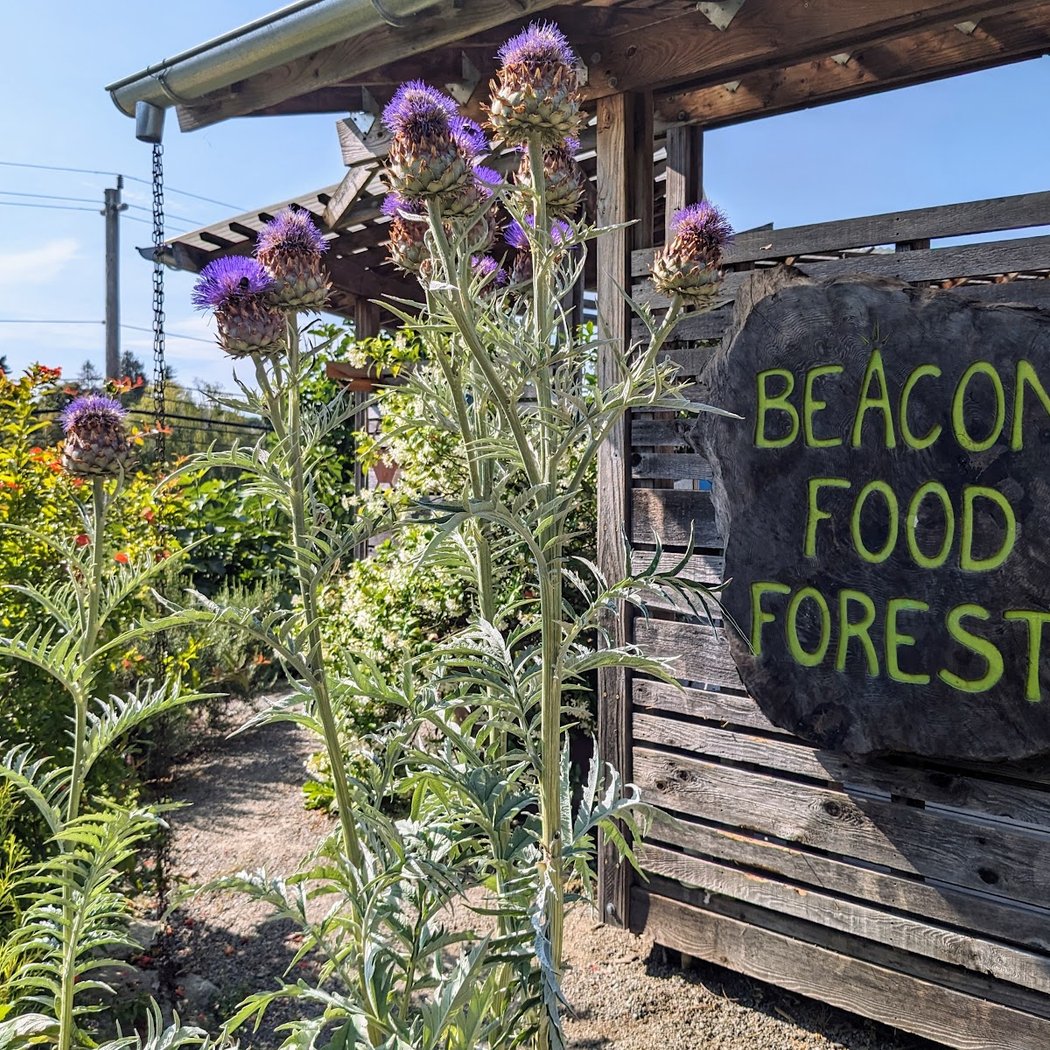 Beacon Food Forest 2