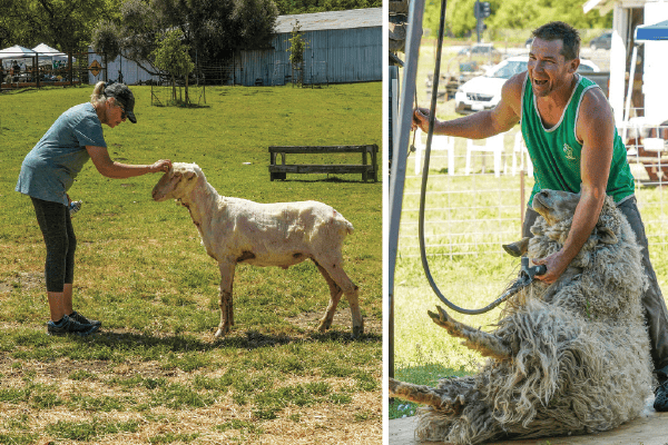 Sheep Shearing Day 2