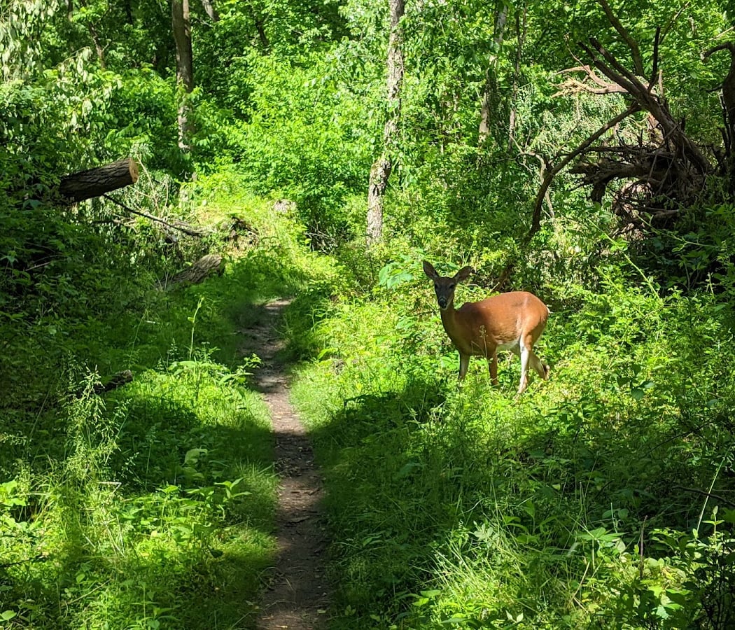 Kresson Trails 1