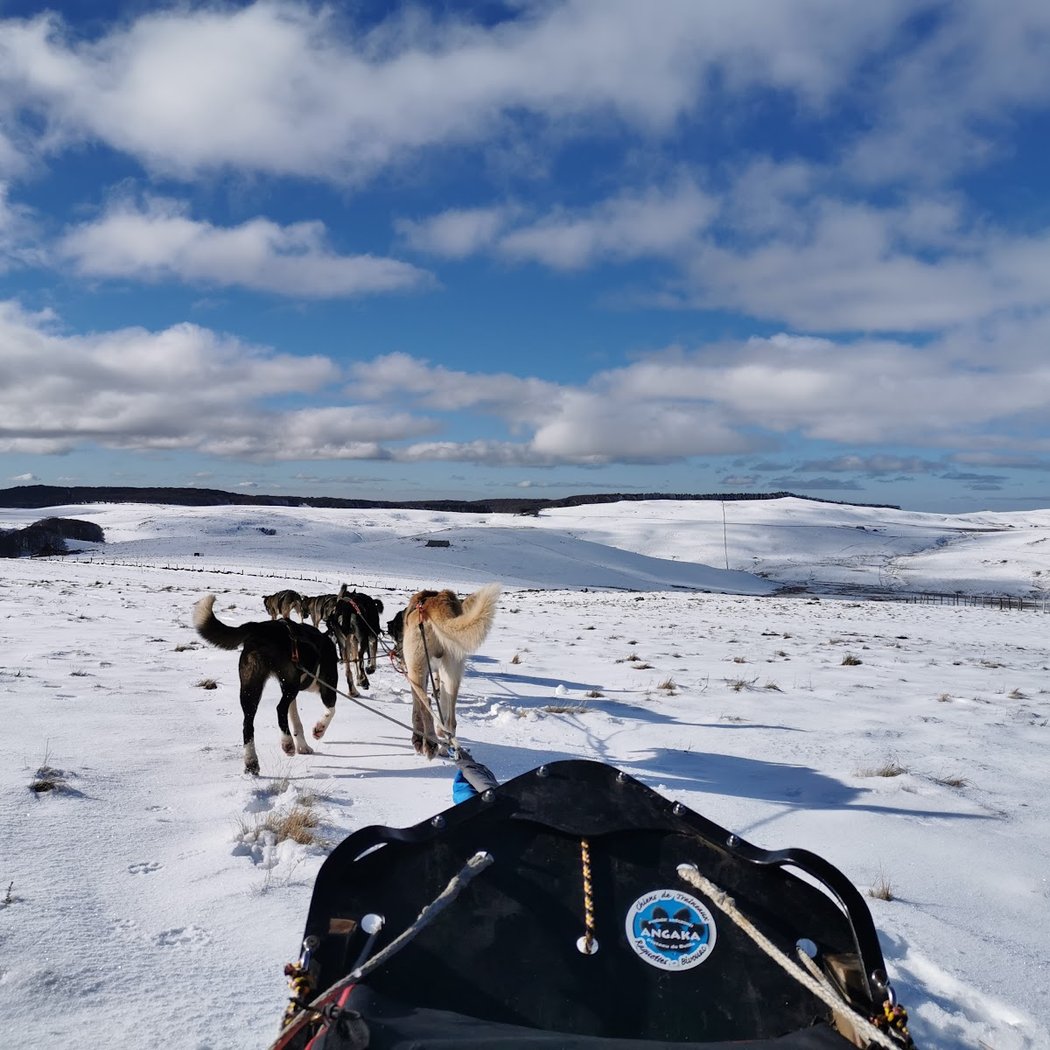 Nordic Team, chiens de traîneau Aubrac 3