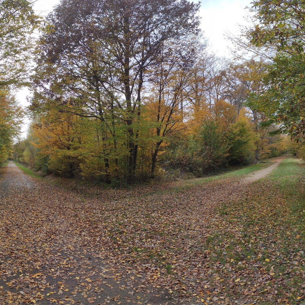 Forêt Régionale de Gros Bois 2