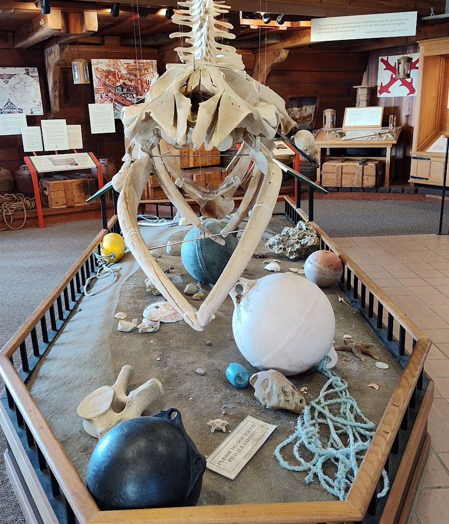 Ranger Program: Northern Elephant Seals 4