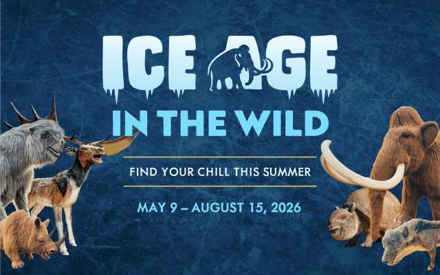 Ice Age in the Wild 1