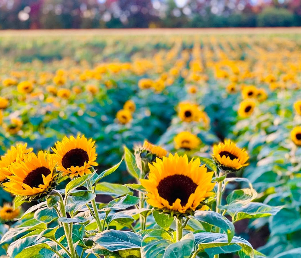 Fields of Bloom Festival 2