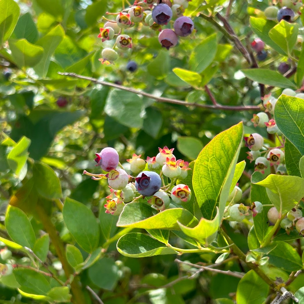 Charlotte's Blueberry Park 1