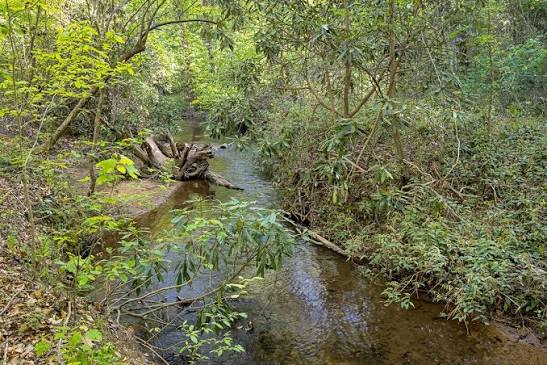 Creek Adventure at Paris Mountain State Park 2