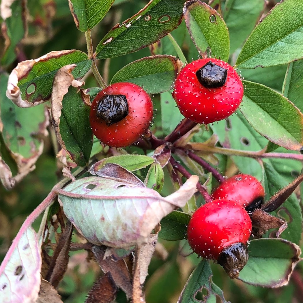 Bronx River Foodway 1