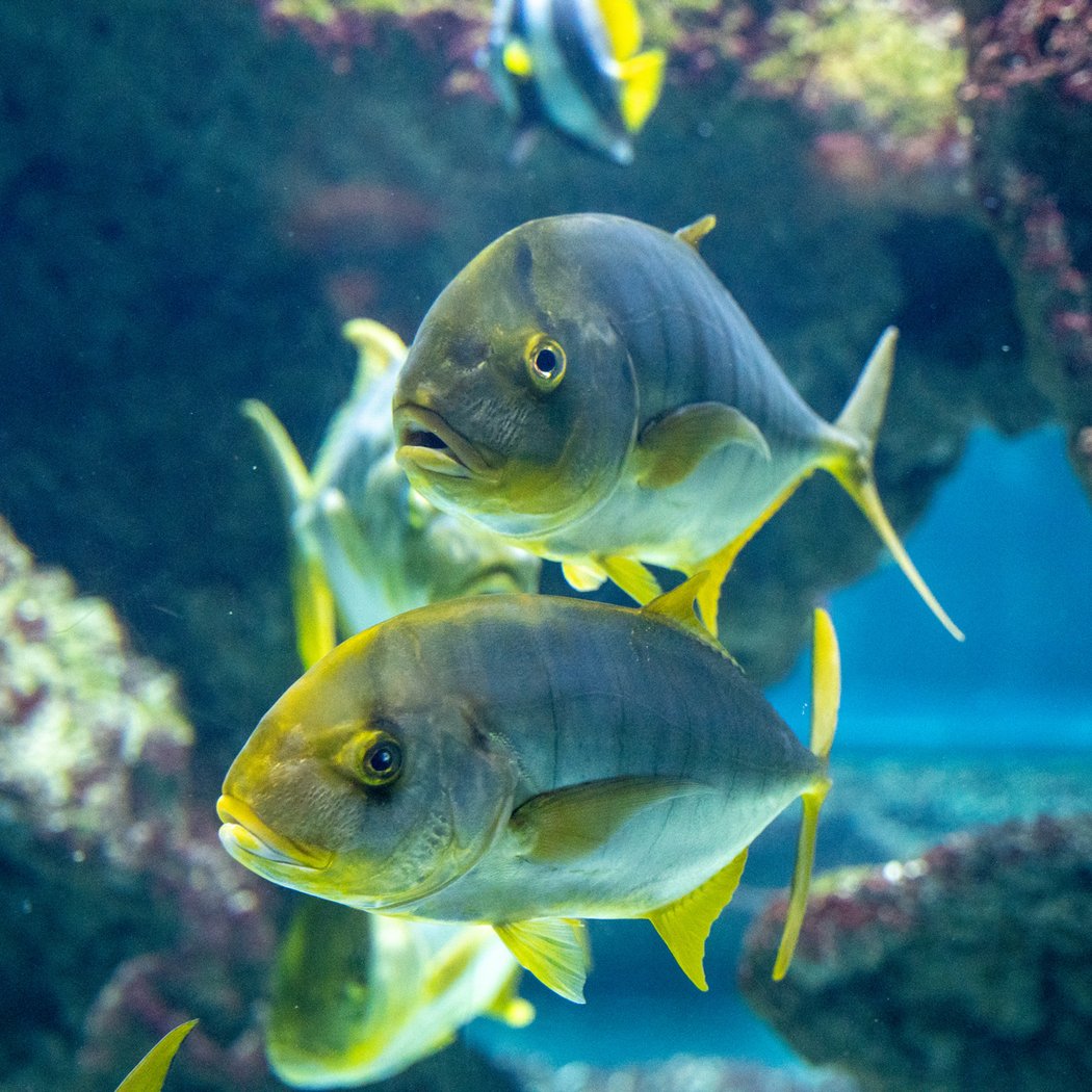 La Rochelle Aquarium 2