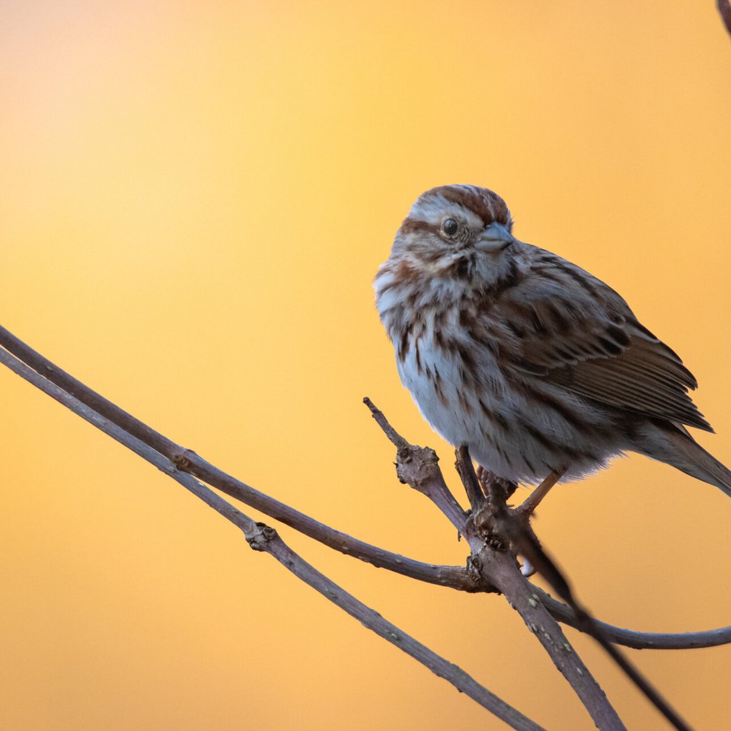 Fall Migration Bird Walk: Warblers, Sparrows, & Vireos 1