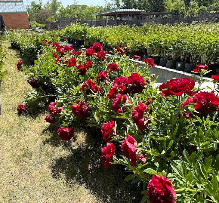 Peony Sale 2