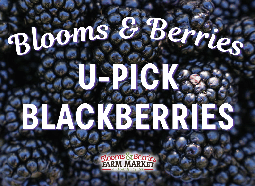 U-Pick Blackberries 1