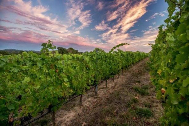 Calluna Vineyards 1