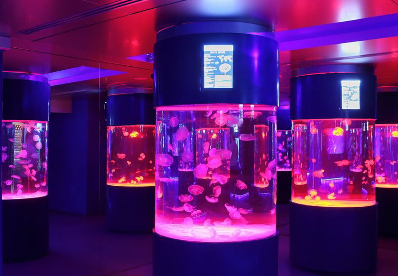 Jellyfishes inc 2