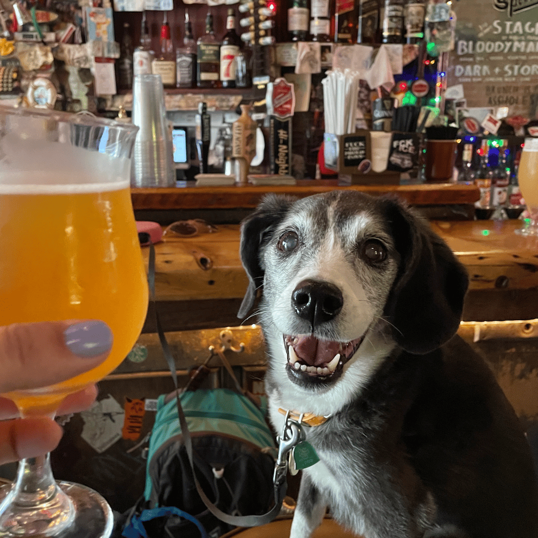 Lucky Dog 1