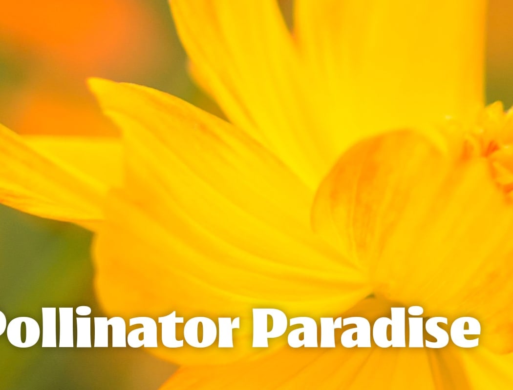 Plant a Pollinator Paradise: Attract Bees, Butterflies & Hummingbirds 1