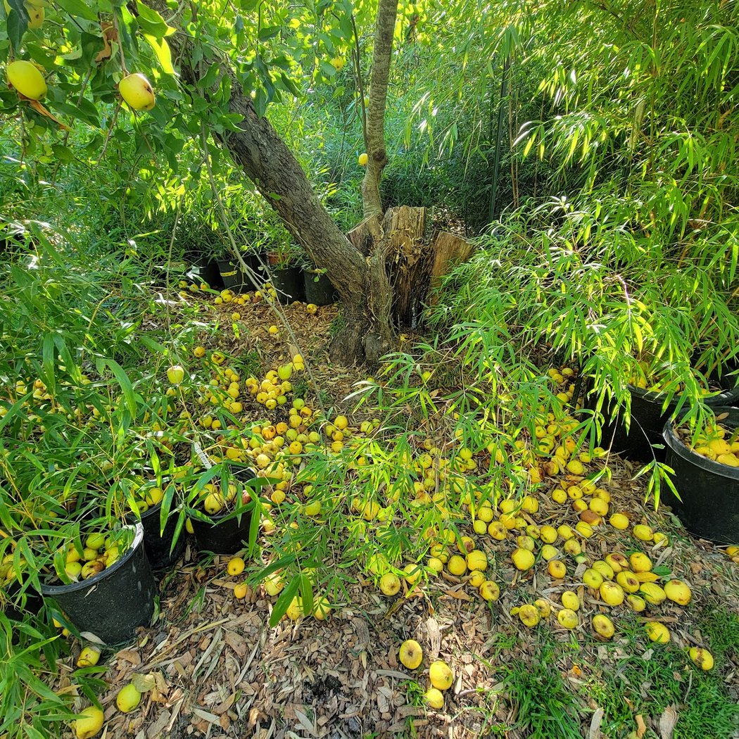 Bamboo Sourcery Nursery & Gardens 3