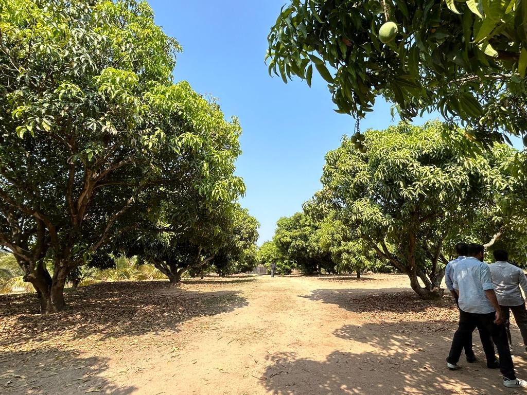 A Hunt for The Greatest Mango 3