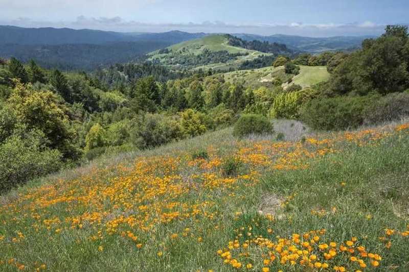 Russian Ridge Open Space Preserve 1