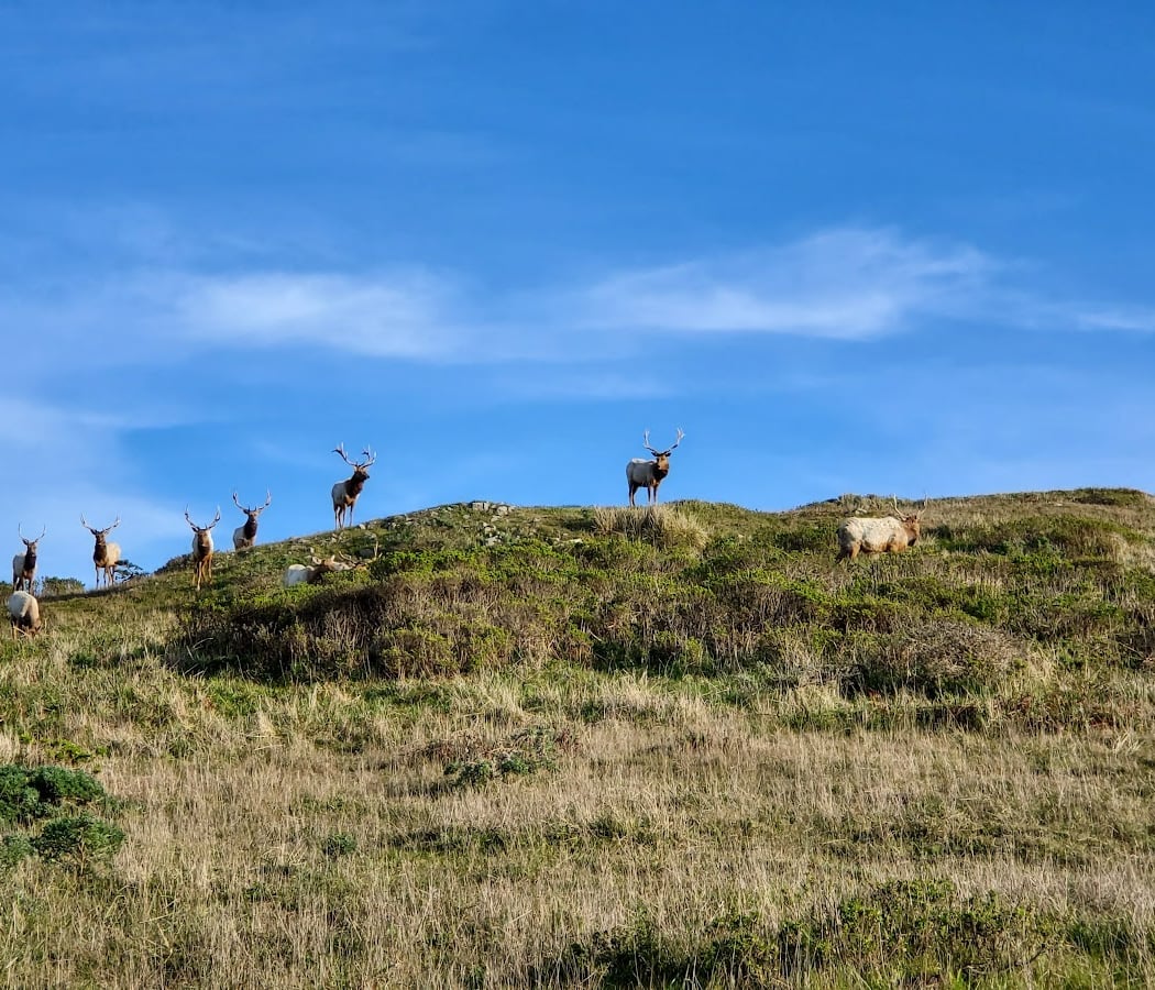 Tomales Point Trail 3