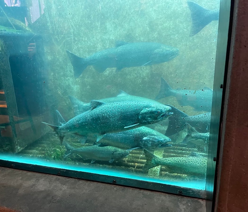 Salmon Viewing at the Ballard Locks