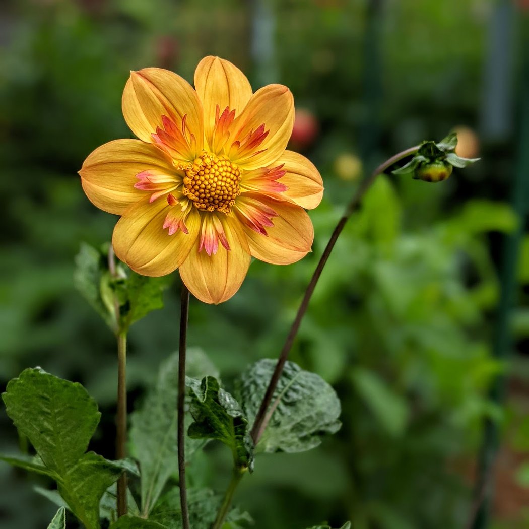 Dahlia Garden 1