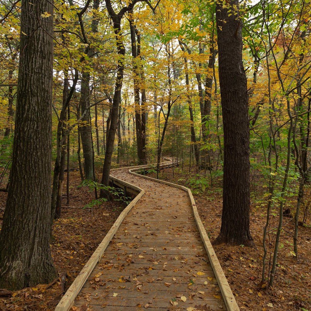 Garden in the Woods 1