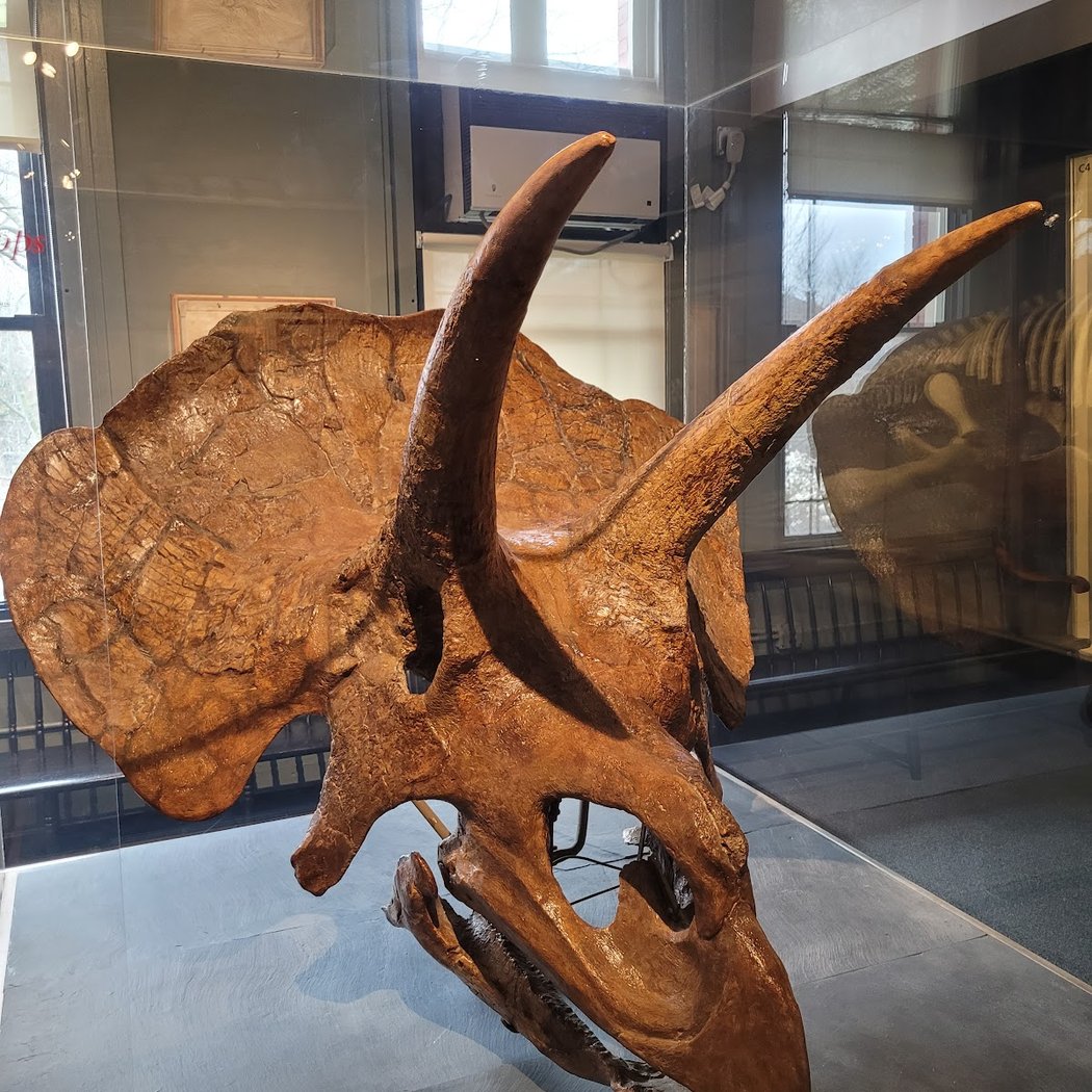 The Harvard Museum of Natural History 1