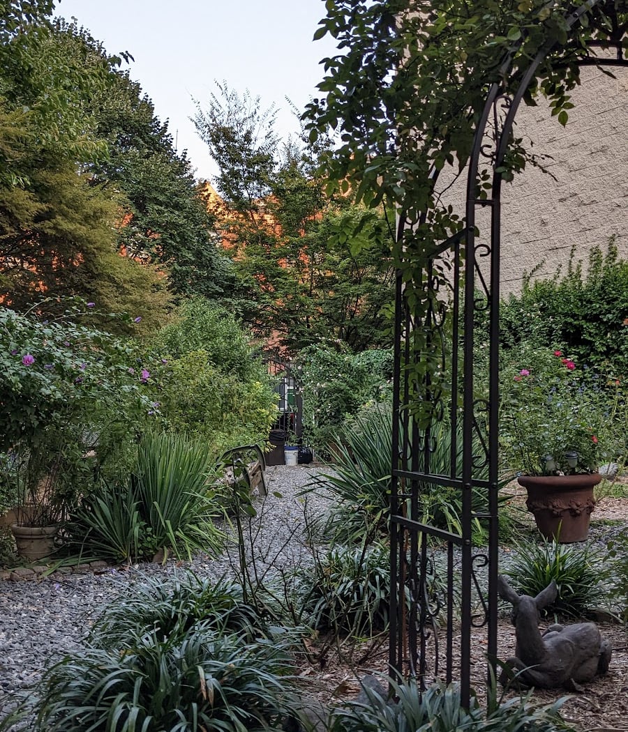 Harlem Rose Garden 3