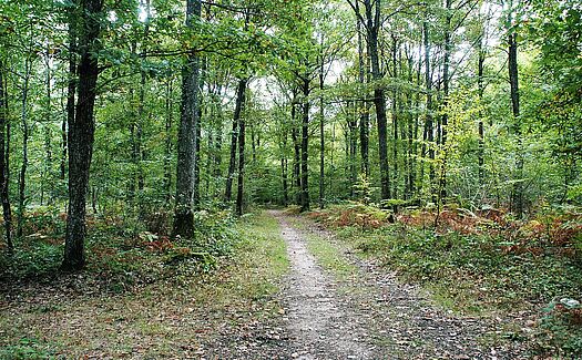 Forêt Domaniale de Châteauroux 2
