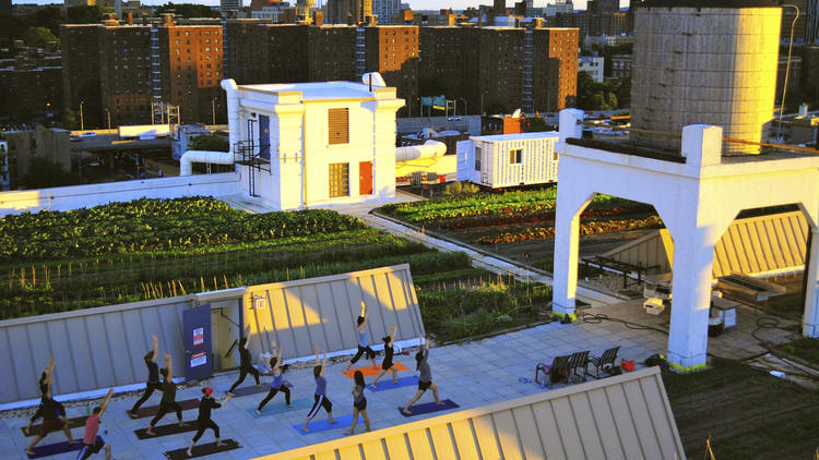 Brooklyn Grange @ Brooklyn Navy Yard 2