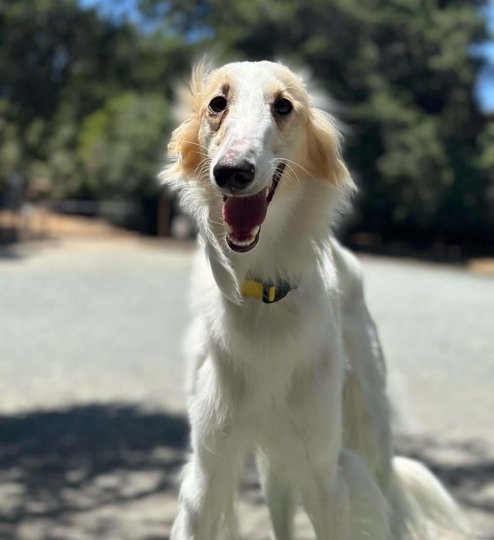 Earl Warren Dog Park 2