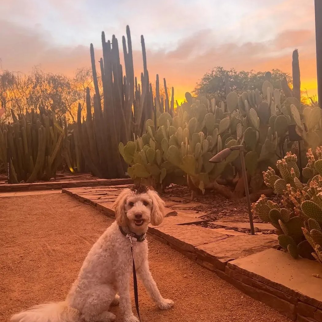 Dog Days of Summer 1