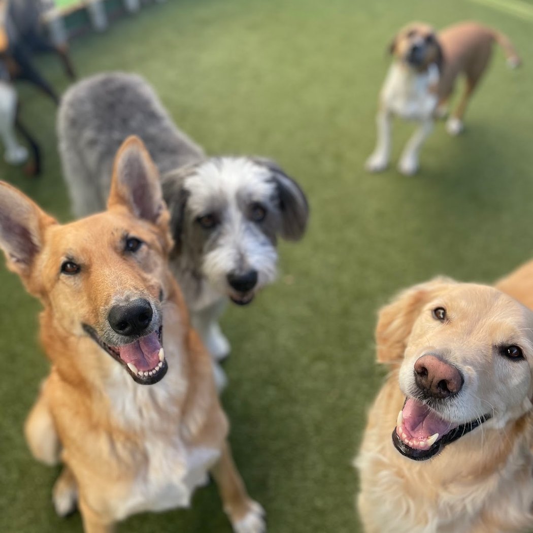 WOOF Dog Daycare & Boarding 2