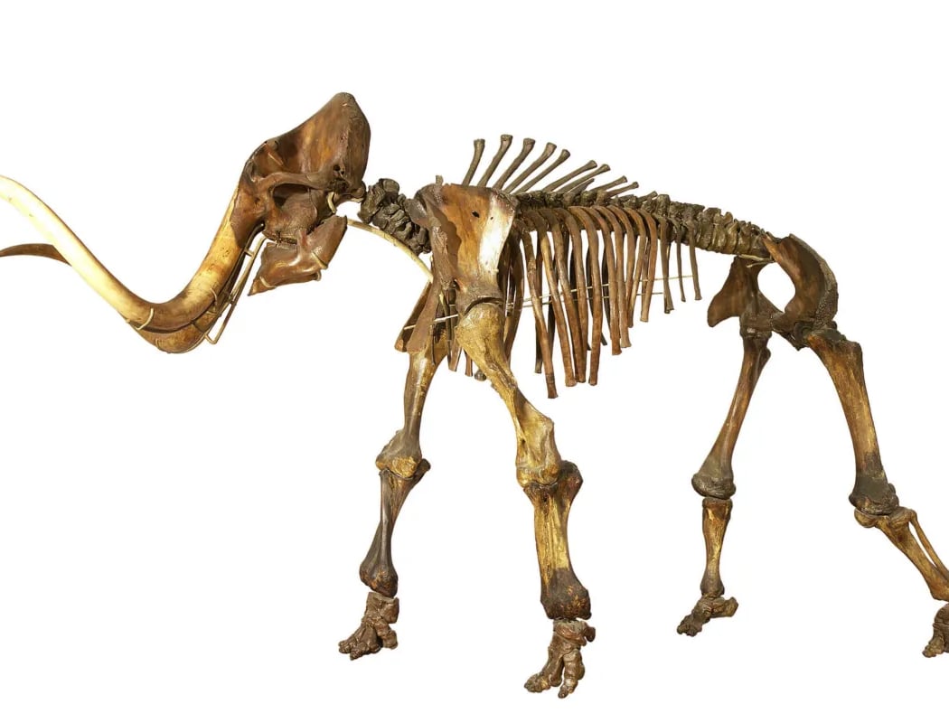 Archéozoologie : une enquête archéologique autour des ossements d’animaux 1