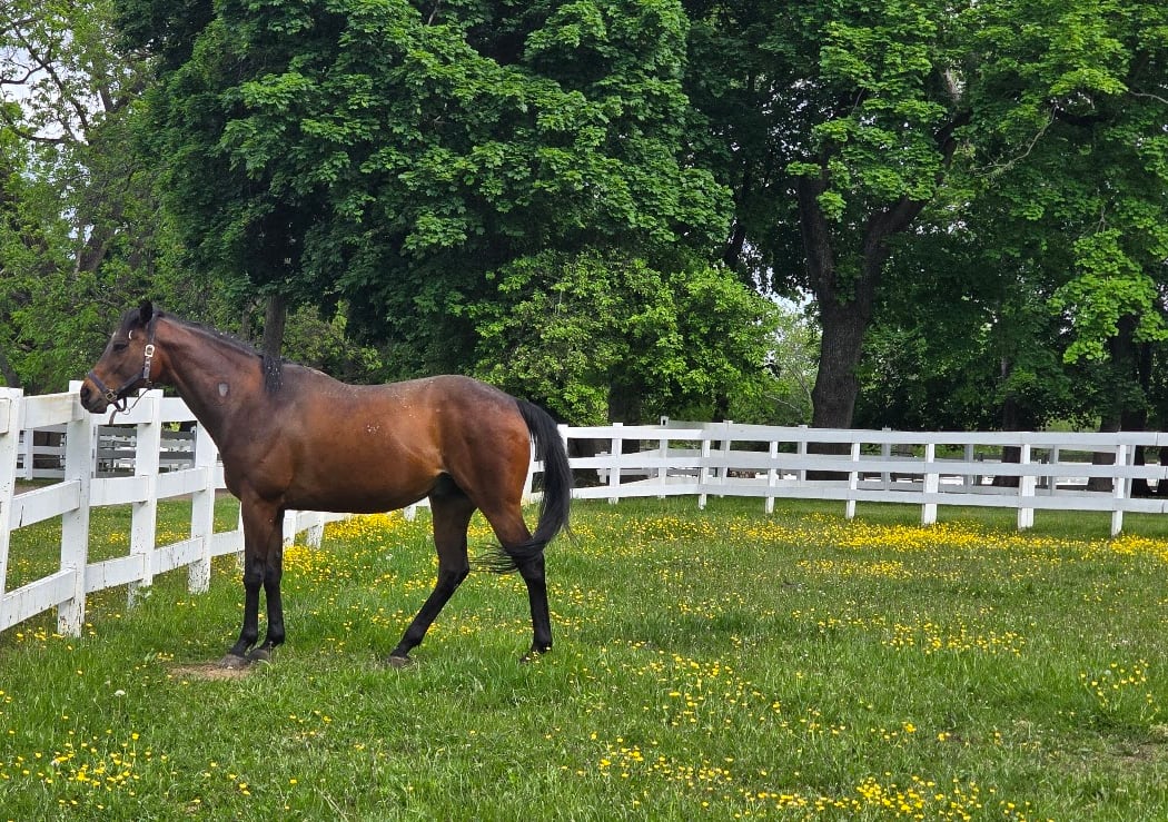 Nassau Equestrian Center 3