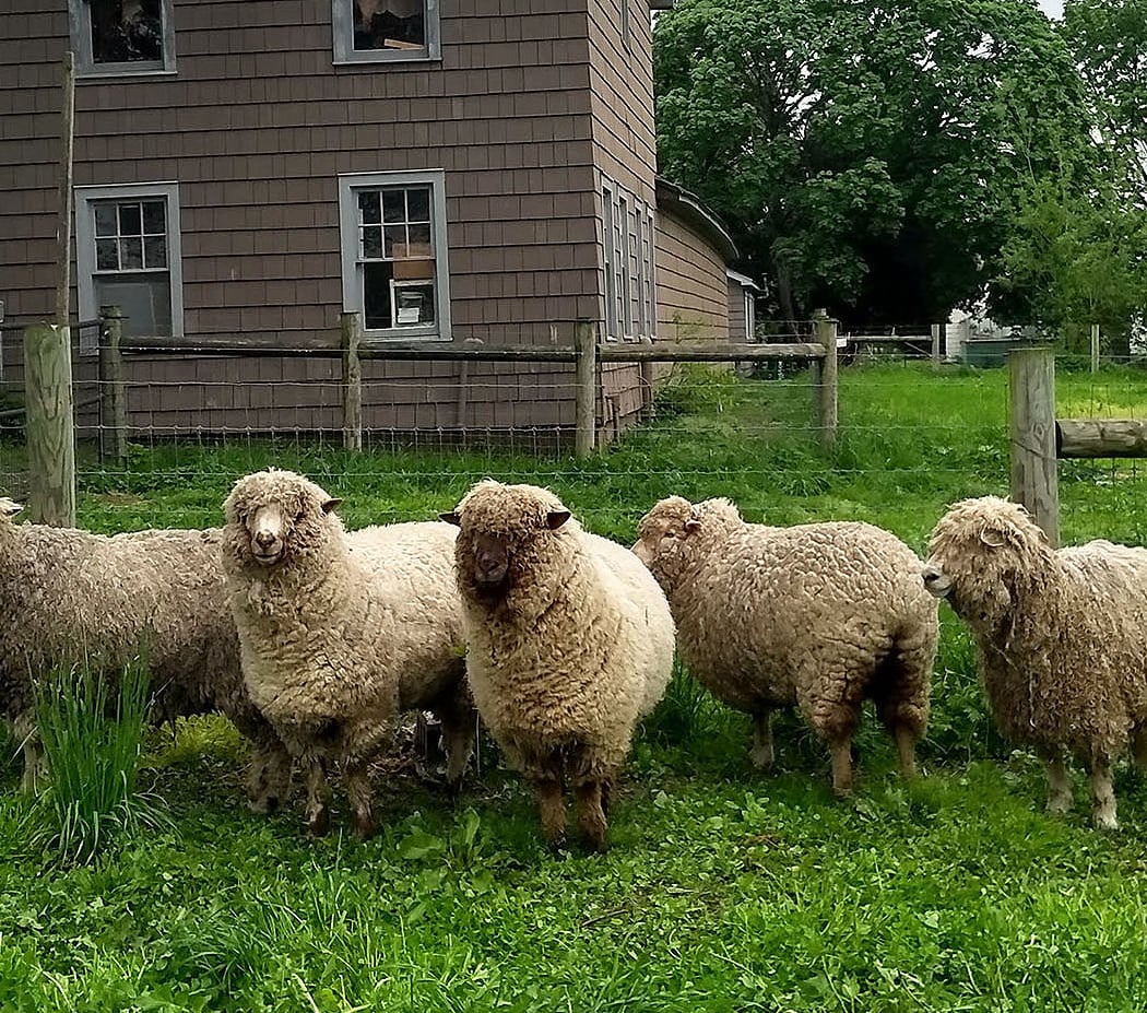 Queens County Farm Museum 2