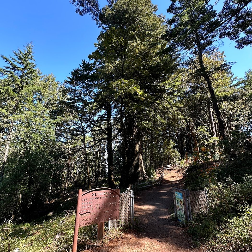 Methuselah Tree 3