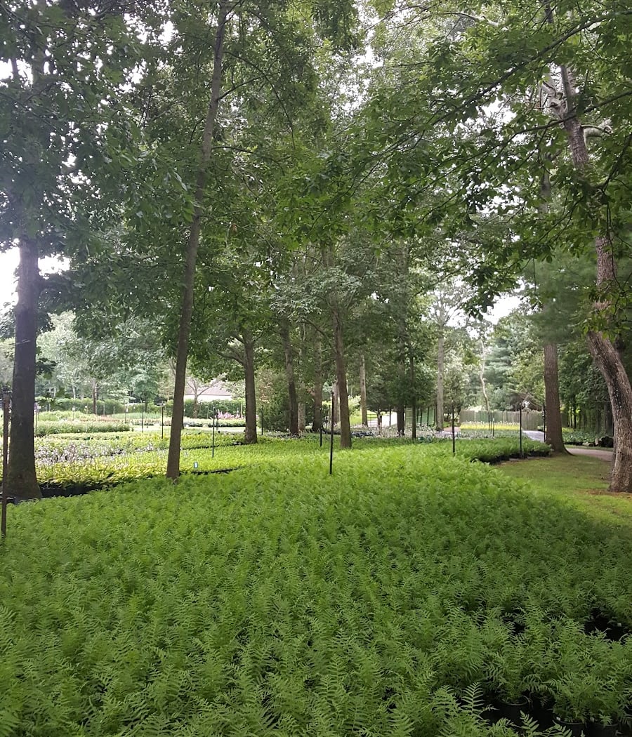 Sagaponack Farm 1